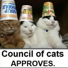 Your best cat memes : r/cats