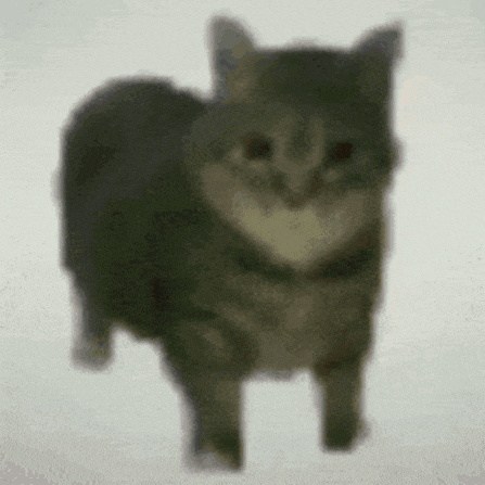 maxwell-the-cat