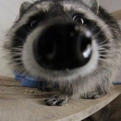 raccoon_pfp_